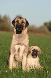 KANGAL 165